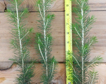 Sitka Spruce (Picea sitchensis) - Windbreak, Timber, Landscape or Wildlife Tree