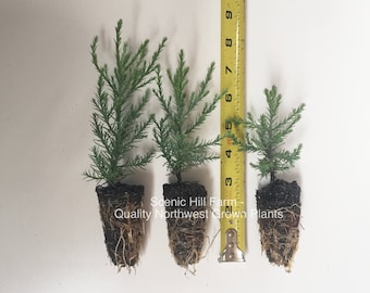 3 Giant Sequoia Trees - California Redwood - Potted - 3" - 5" Tall Seedlings