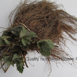 May include: A close-up of a bare-root plant with brown roots and green leaves. The plant is ready to be planted in the ground. Scenic Hill Farm - Quality Northwest Grown Plants.