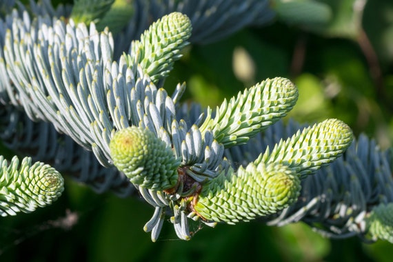 Noble Fir Tree - Abies Procera- 8-14 Inches Tall Seedlings - 1-100