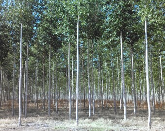 10 X-Large HYBRID POPLAR TREE Cuttings- Easy to Root - Shade/Windbreak/Firewood, yield 10 trees in field or 20 in containers.