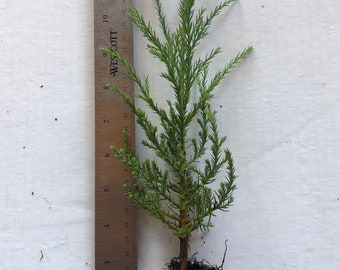 May include: A small green conifer tree with a brown root ball. The tree is about 14 inches tall and is measured against a ruler. The text "Scenic Hill Farm - Quality Northwest Grown Plants" is visible below the tree.