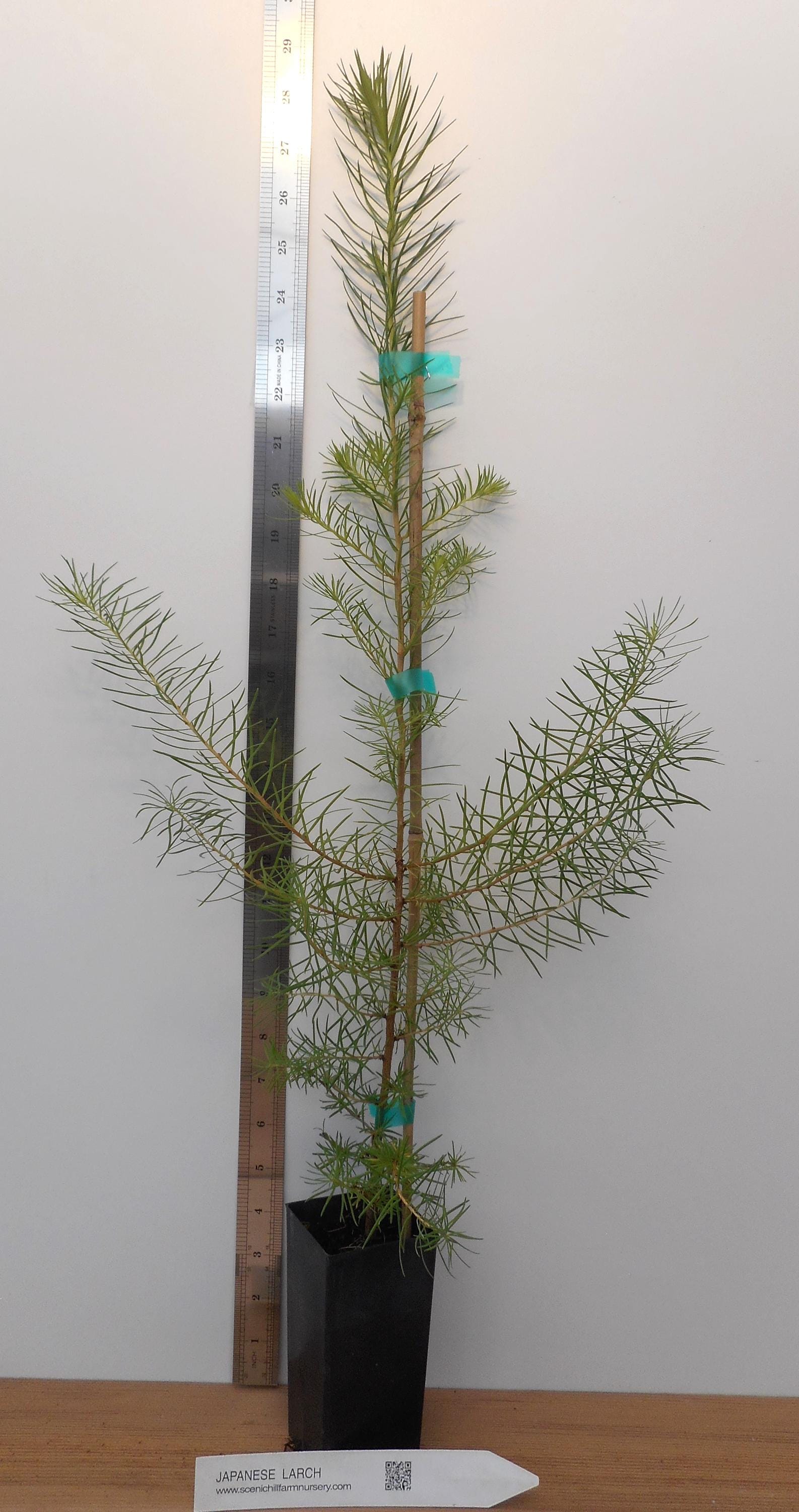 Japanese Larch (larix Kaempferi) - Potted - Bonsai or Landscape - Etsy