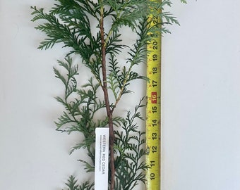 Western Red Cedar Tree, (Thuja plicata) -  3 Yr Old Potted Seedling - 24" - 36 Tall