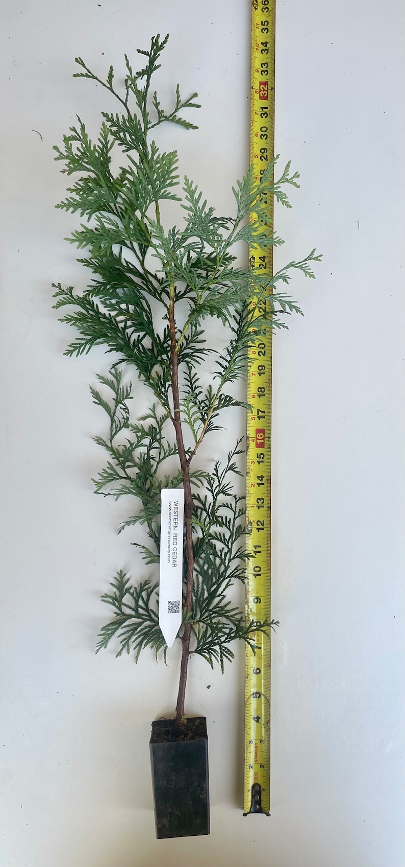 Western Red Cedar Tree, Thuja plicata 3 Yr Old Potted Seedling 24 36 Tall image 1