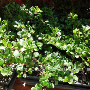 May include: Close-up of a group of small, green plants with red stems. The plants are in black pots and are growing in a sunny location. The text "Scenic Hill Farm Quality Northwest Grown Plants" is visible in the lower left corner of the image.