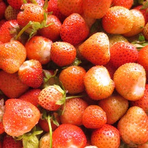May include: A close-up image of a large bowl filled with fresh, red strawberries. The strawberries are arranged in a random pattern, with some overlapping.