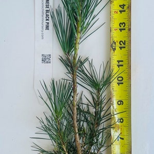 Japanese Black Pine - 15"- 20" Tall 3+ Year Old Tree - Great Bonsai or Shade Tree - Free Shipping!
