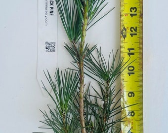 Japanese Black Pine - 15"- 20" Tall 3+ Year Old Tree - Great Bonsai or Shade Tree - Free Shipping!