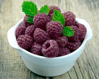 Royalty Purple Raspberry- Live Potted Plants - Sweet, Great Flavor, Productive