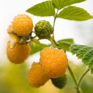May include: A cluster of golden yellow raspberries on a green stem with serrated leaves. The berries are round and textured with small drupelets, showing varying stages of ripeness from a firm green berry to several fully ripe yellow fruits.