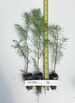 Dawn Redwood (Metasequoia) - Live Potted Trees - 8-12 inches tall potted trees 