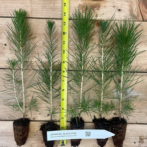 May include: Five Japanese Black Pine seedlings in small pots with roots showing. The seedlings are about 7 inches tall and have dark green needles. A measuring tape is in the background.