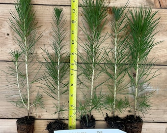 Japanese Black Pine - 8"- 12" Tall Seedlings - Great Bonsai or Shade Tree - Free Shipping!