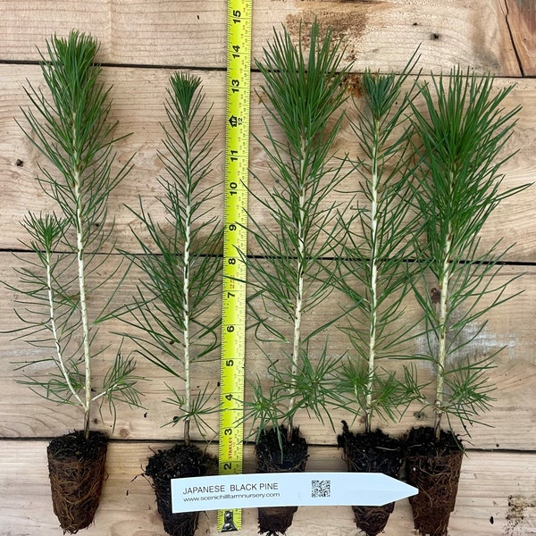 Japanese Black Pine - 8"- 12" Tall Seedlings - Great Bonsai or Shade Tree - Free Shipping!