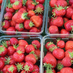 May include: Multiple clear plastic containers filled with fresh, red strawberries. The strawberries are arranged in rows and are ready to be eaten.