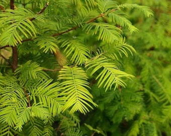 Dawn Redwood (Metasequoia)  - Live Potted Trees 12-18 inches tall