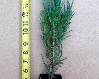 May include: A small, potted evergreen tree with green needles. The tree is about 16 inches tall and is growing in a black plastic pot. A yellow measuring tape is next to the pot, showing the height of the tree. The text "Scenic Hill Farm - Quality Northwest Grown Plants" is visible below the pot.