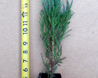 Giant Sequoia Tree - Potted in deep band pot- 12"-18" tall