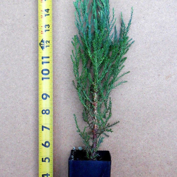 Giant Sequoia Bonsai Etsy