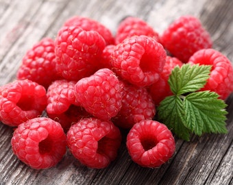 Plant a 5 Foot Row Caroline Raspberries Grow 5+ Canes - Pick Berries this Fall