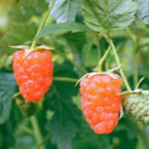 May include: Two ripe, orange-red raspberries hanging from a green plant. The raspberries have a bumpy, textured surface.