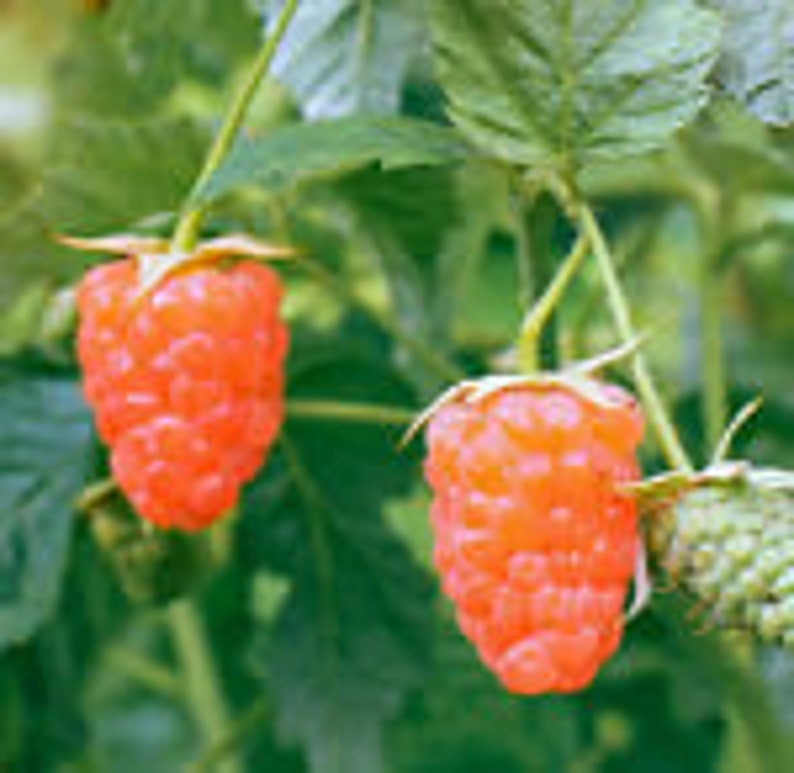 May include: Two ripe, orange-red raspberries hanging from a green plant. The raspberries have a bumpy, textured surface.