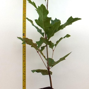 May include: A young Scarlet Oak tree, Quercus coccinea, in a black pot. The tree is about 2 feet tall and has green leaves. The pot is sitting on a wooden surface. The text "Scarlet Oak Quercus coccinea https://scenichillfarmnursery.com" is on a white label below the pot.