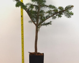 Trojan Fir (Abies nordmanniana subsp. equi-trojani) - Specimen - Christmas Tree - Bonsai