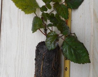 Triple Crown Thornless  Blackberry Plants - Great Tasting Large Berries - Price Includes Free Shipping!