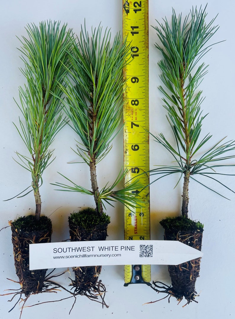 Pinus strobiformis, Southwestern white pine or Mexican White Pine Landscape or Bonsai tree. image 2