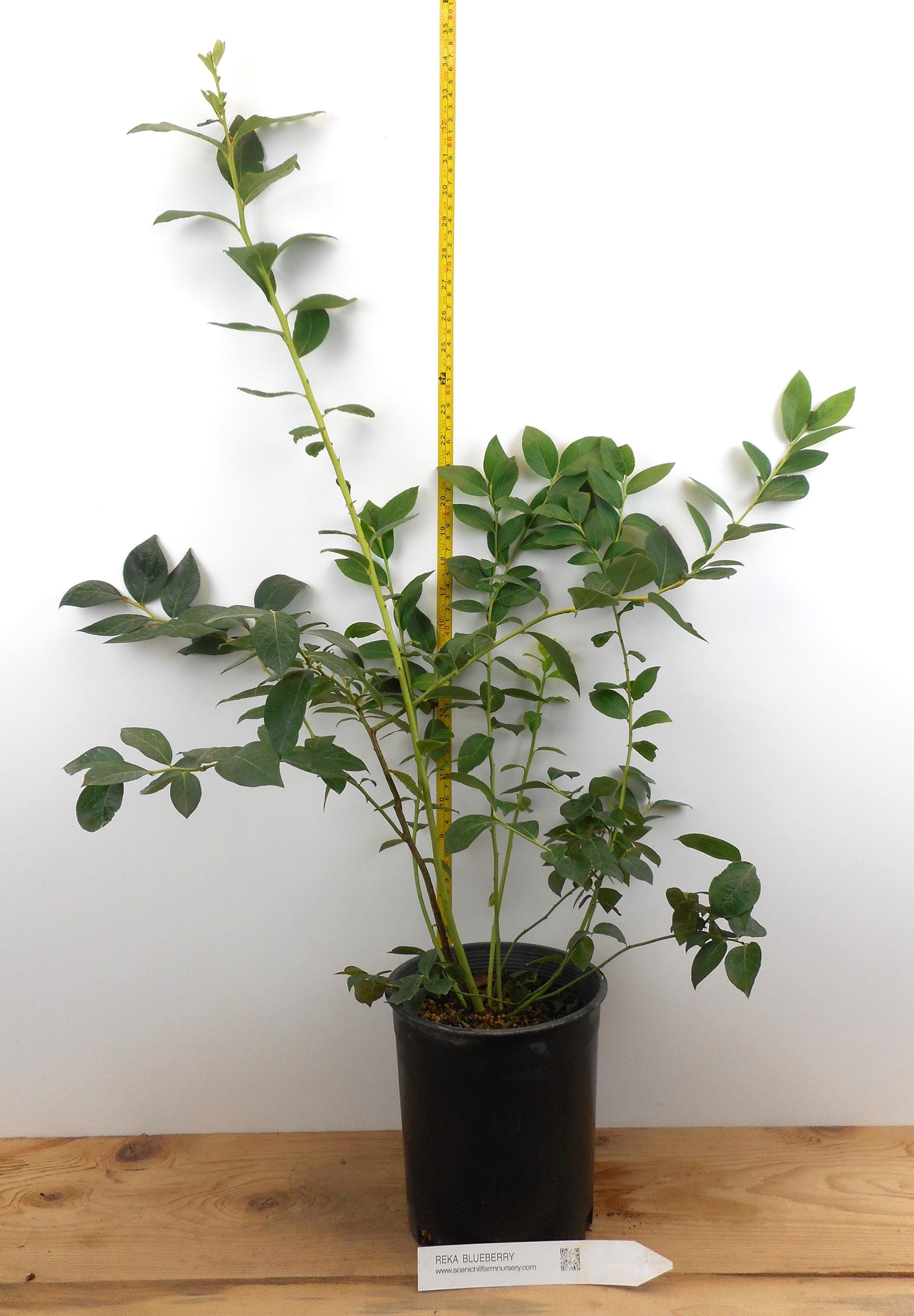 Northern Climate Blueberry Bush Reka Blueberry Plant - 1-Liter Pot ...