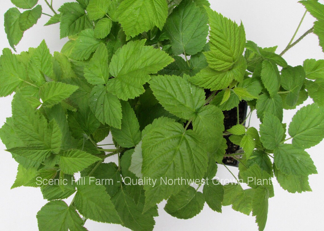 Potted Fall Gold Everbearing Raspberry Plants 814 Inch Etsy