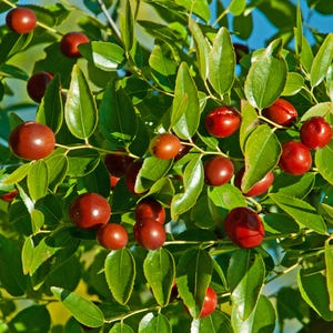 Li Zao Jujube Tree- Thrives in USDA Zones 6 - 9. Chinese Dates (*Ziziphus jujuba* &#39;Li&#39;) Tasty fruit - Chinese medicinal herb.