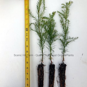 3 Coast Redwood Trees - Landscape Tree / Screen / Bonsai - Sequoia Sempervirens - 8" - 14" Potted Seedlings