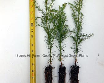 3 Coast Redwood Trees - Landscape Tree / Screen / Bonsai - Sequoia Sempervirens - 8" - 14" Potted Seedlings