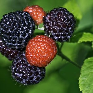 May include: Close-up of a cluster of ripe black raspberries and red raspberries. The berries are in various stages of ripeness, with some appearing deep black and others a vibrant red. Green leaves and stems provide a natural backdrop.