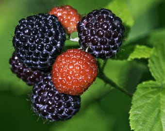 May include: Close-up of a cluster of ripe black raspberries and red raspberries. The berries are in various stages of ripeness, with some appearing deep black and others a vibrant red. Green leaves and stems provide a natural backdrop.
