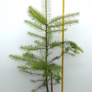 May include: A young Douglas Fir tree in a black plastic pot, positioned next to a yellow measuring tape showing a height of approximately 36 inches. The tree has green needles and a central wooden stake, with a white label reading Douglas Fir.