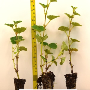 May include: Three Creeping Raspberry plants with green leaves and brown stems, each with a root ball. A yellow measuring tape shows the tallest plant reaches approximately 9.5 inches. A white plant label reads Creeping Raspberry and a URL.