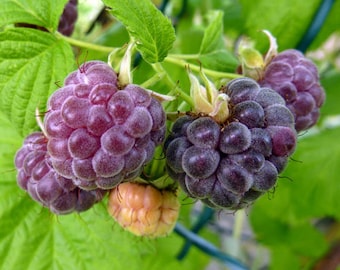 Glencoe Purple Raspberry - Potted Plants - compact, thornless hybrid - sweet, slightly tart berries