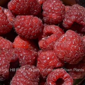May include: A close-up shot of a bowl filled with ripe, red raspberries. The berries are plump and juicy, with a slightly textured surface. The image is well-lit, highlighting the vibrant color and freshness of the fruit. The text "Scenic Hill Farm - Quality Northwest Grown Plants" is visible.