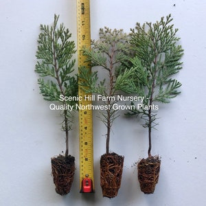 3 Incense Cedar Trees (Calocedrus decurrens) 8" - 12" Tall Potted Tree