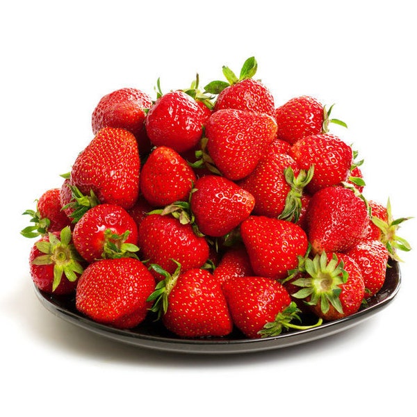 10 - 500 Albion Ever Bearing Strawberry Plants - CERTIFIED Healthy Bare Root Dormant Plants