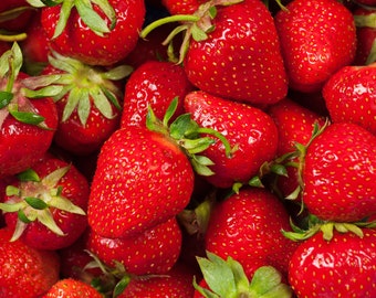 Fort Laramie Ever Bearing Bare Root Strawberry Plants - Great For Northern Areas.