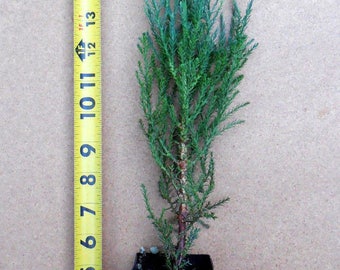 Four Giant Sequoia Trees - Potted in deep band pot- 12"-18" tall