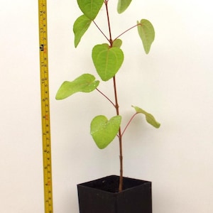 May include: A small Katsura Tree sapling in a black pot. The tree is about 20 inches tall and has heart-shaped green leaves. The pot is sitting on a wooden surface. The label reads "Katsura Tree Cercidiphyllum japonicum https://scentilfarmnursery.com"