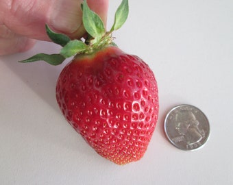 Puget Crimson Summer Bearing Bare Root Plants - Certified - Large Berries, Heavy Yields, Rich Flavor -Shipped Priority mail in hot weather