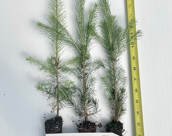 Norway spruce,  Picea abies Potted seedling 6-10 inches tall, Windbreak,  Landscape, Bonsai, or Christmas Tree