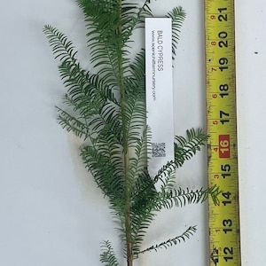 Bald Cypress Tree (Taxodium distichum) 28&quot; - 36&quot; Tall